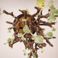 ぺラルゴ二ウム ミラビレ 現品 4号 黒プラスチック鉢 受皿付 塊根植物