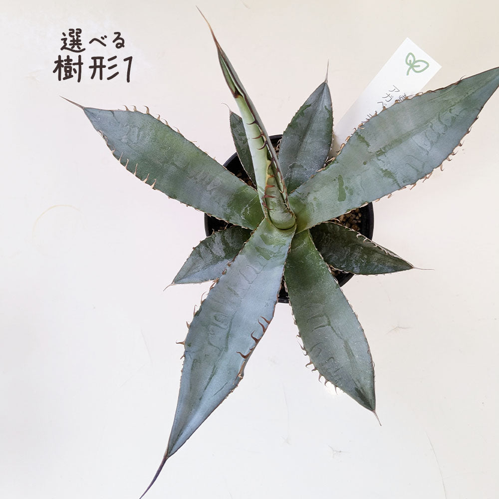 アガベ チタノタ ティタノータ ブルー 選べる樹形 【現品】 3.5号 黒セラアート鉢 受皿付 [黒2]