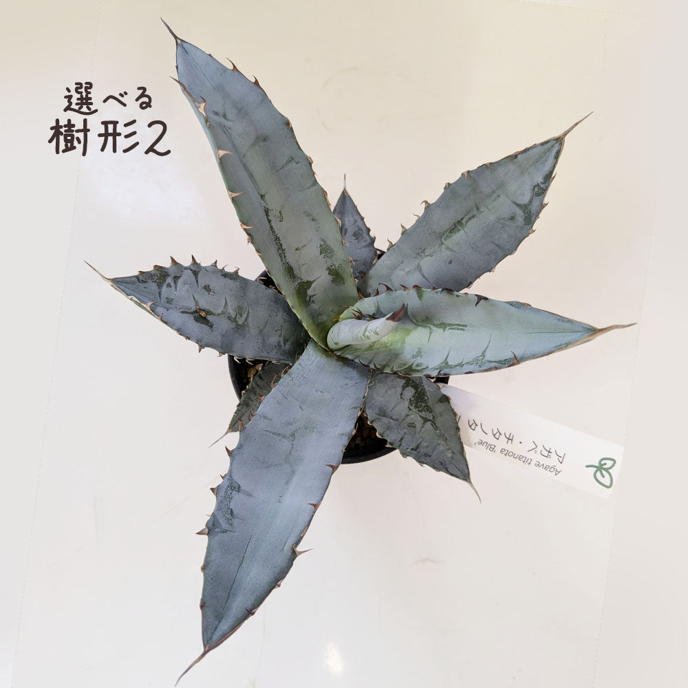 アガベ チタノタ ティタノータ ブルー 選べる樹形 【現品】 3.5号 黒セラアート鉢 受皿付 [黒2]