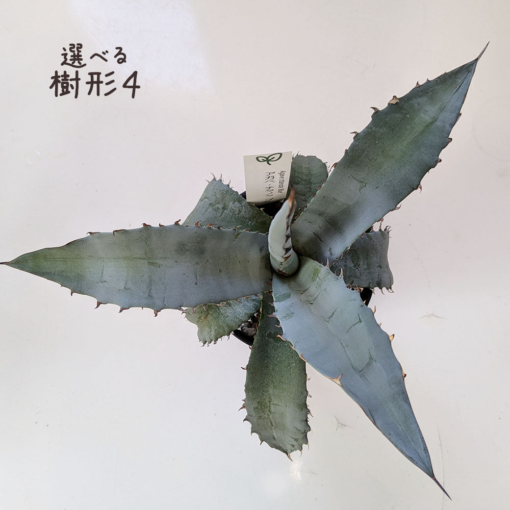 アガベ チタノタ ティタノータ ブルー 選べる樹形 【現品】 3.5号 黒セラアート鉢 受皿付 [黒2]