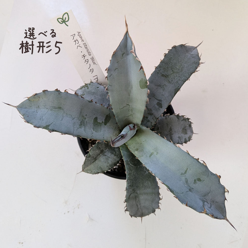 アガベ チタノタ ティタノータ ブルー 選べる樹形 【現品】 3.5号 黒セラアート鉢 受皿付 [黒2]
