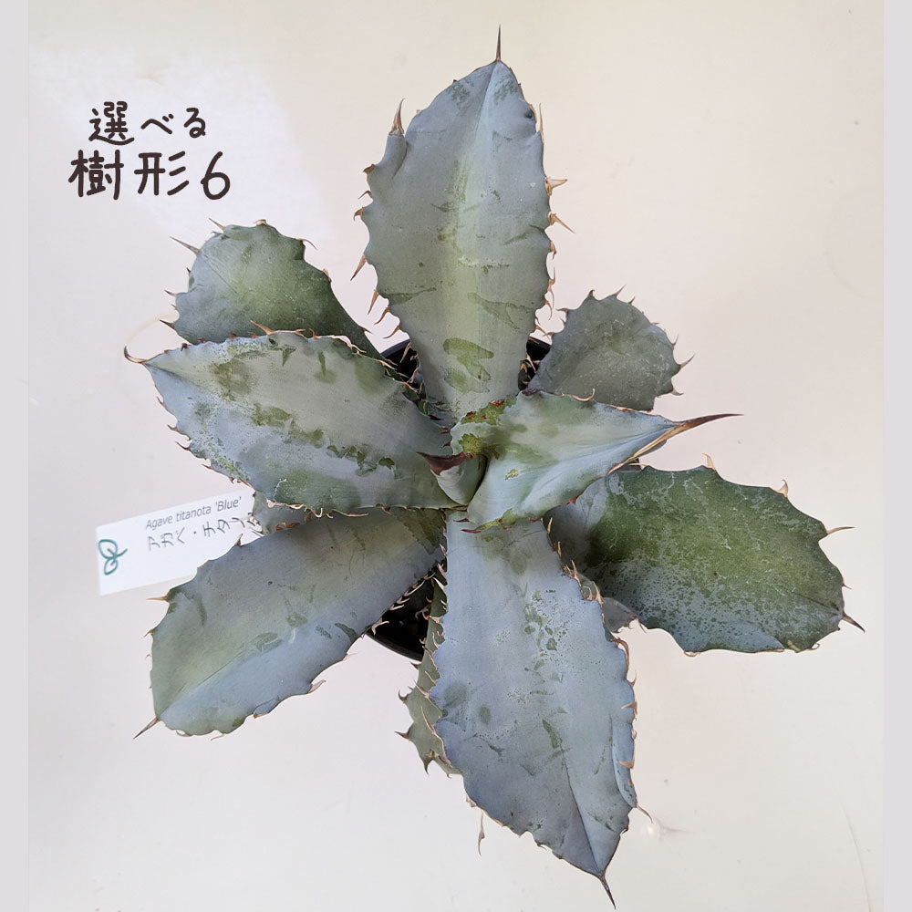 アガベ チタノタ ティタノータ ブルー 選べる樹形 【現品】 3.5号 黒セラアート鉢 受皿付 [黒2]