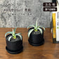 観葉植物 アガベ メディオアルバ 華厳 3.5号 黒ポット 多肉植物 送料別
