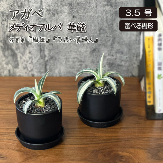 観葉植物 アガベ メディオアルバ 華厳 3.5号 黒ポット 多肉植物 送料別