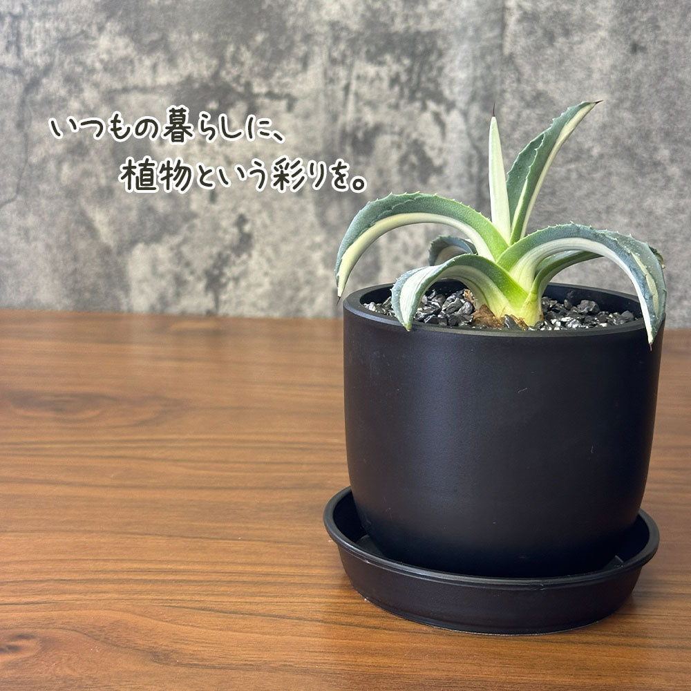 観葉植物 アガベ メディオアルバ 華厳 3.5号 黒ポット 多肉植物 送料別