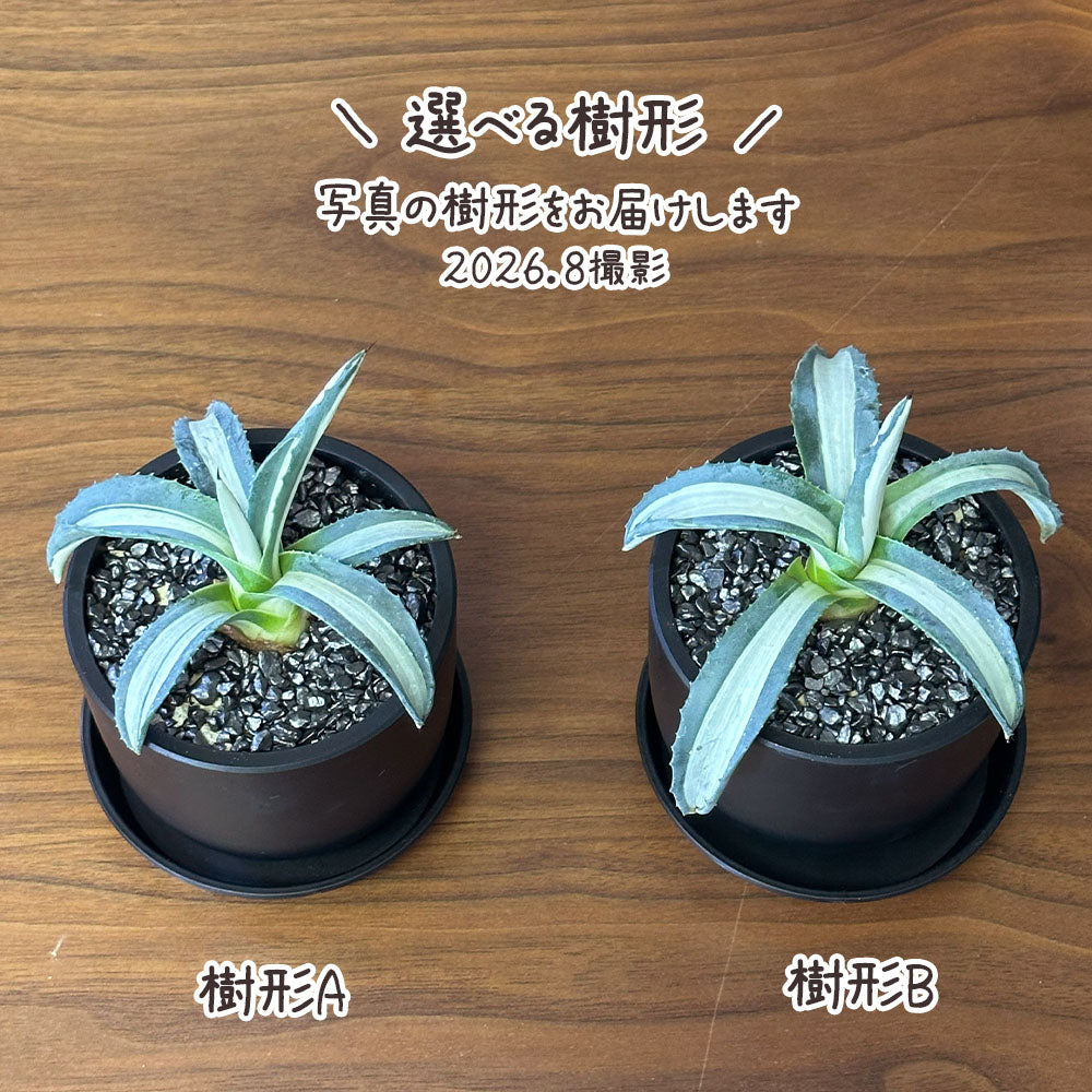 観葉植物 アガベ メディオアルバ 華厳 3.5号 黒ポット 多肉植物 送料別