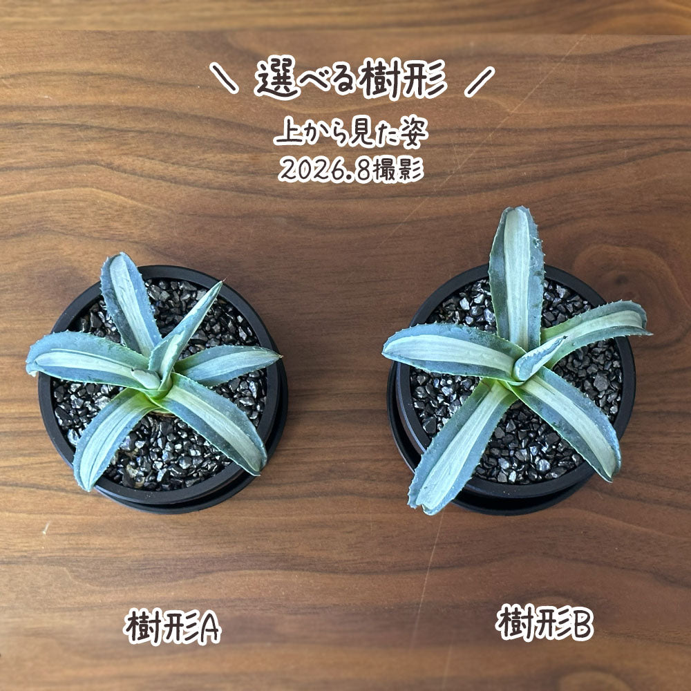 観葉植物 アガベ メディオアルバ 華厳 3.5号 黒ポット 多肉植物 送料別