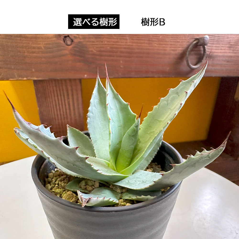 宝石のような観葉植物のお店 【Jewelry Plant】 アガベ オバティフォリア 選べる樹形 【現品】 3.5号 黒セラアート鉢 受皿付 多肉植物  – Jewelry Plant online