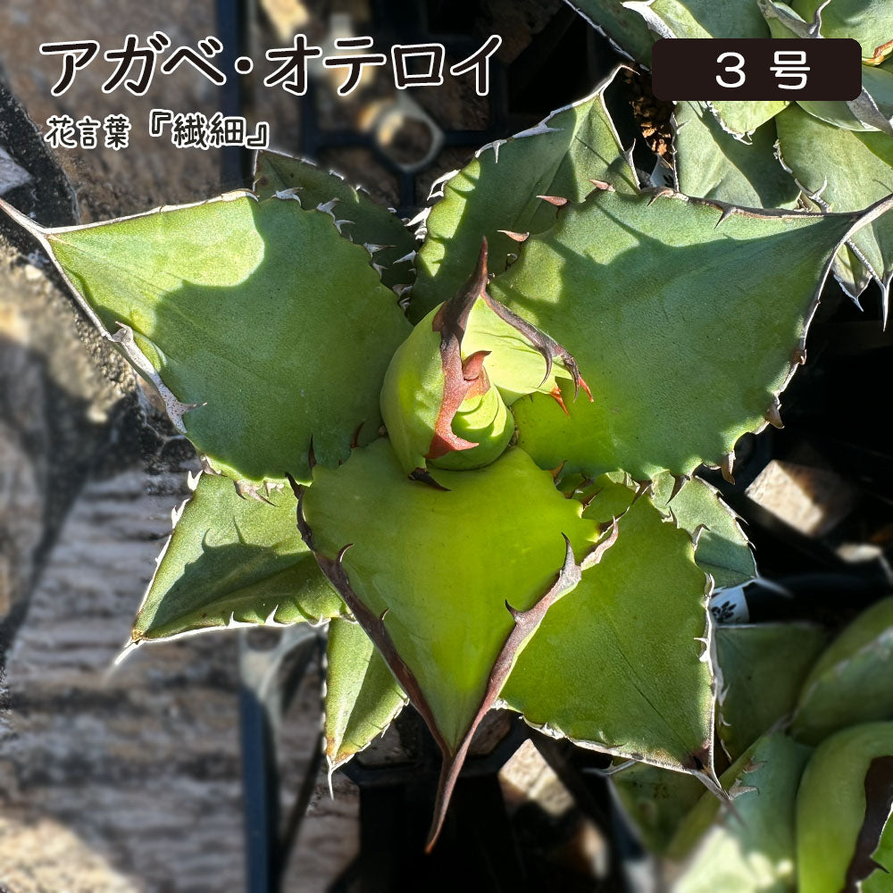 アガベ オテロイ 3号 黒プラスチック鉢 送料無料 [黒3]