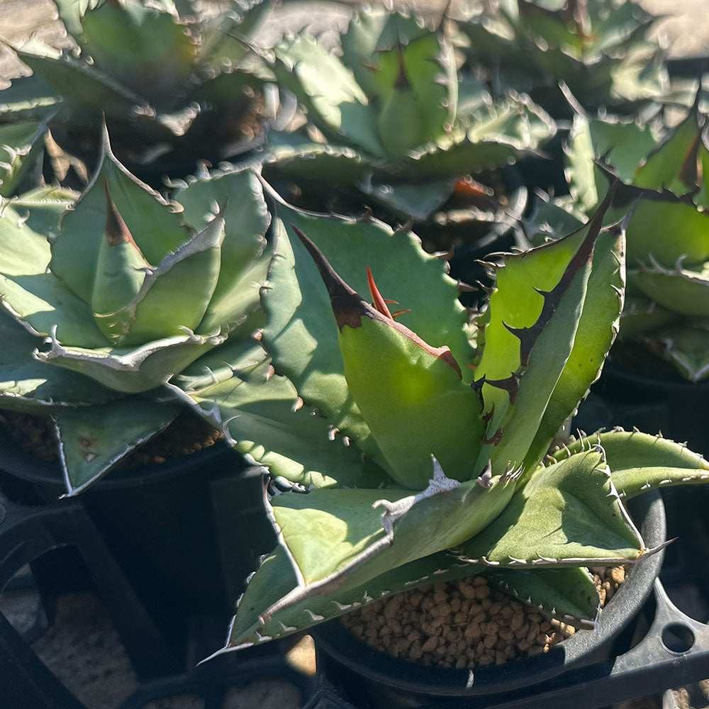 宝石のような観葉植物のお店 【Jewelry Plant】 アガベ 五色万代
