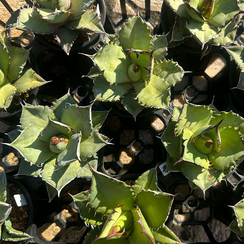 アガベ オテロイ 3号 黒プラスチック鉢 送料無料 [黒3]