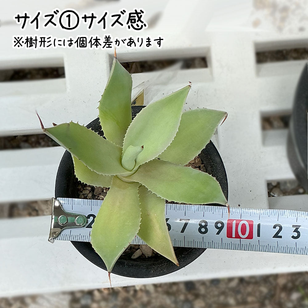 雷神 選べるサイズ感 3号 4号 黒プラスチック鉢 送料別