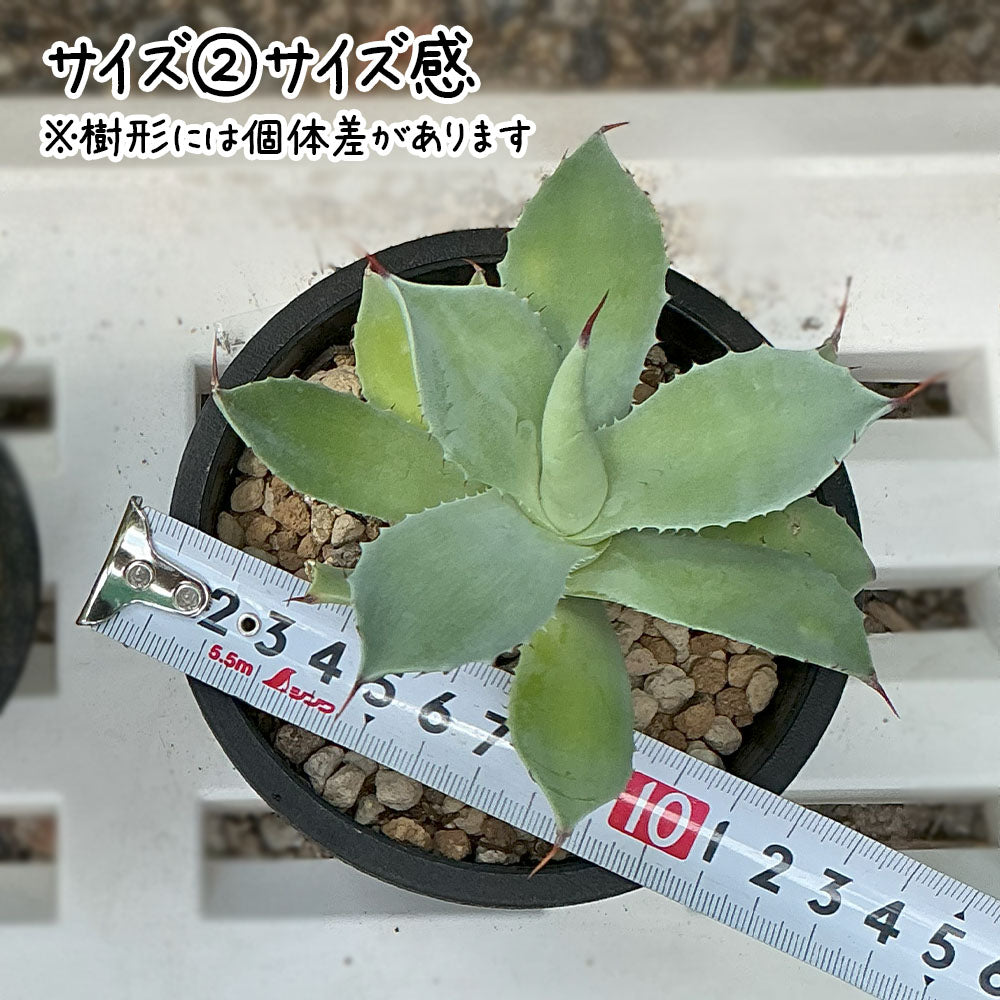 雷神 選べるサイズ感 3号 4号 黒プラスチック鉢 送料別