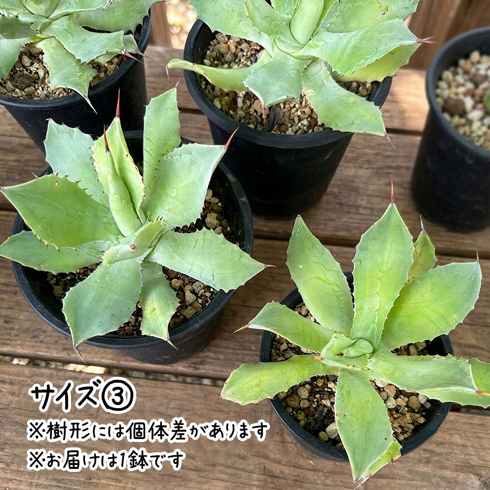 雷神 選べるサイズ感 3号 4号 黒プラスチック鉢 送料別
