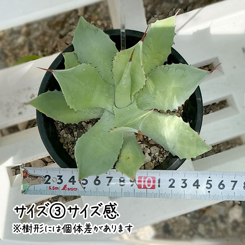 雷神 選べるサイズ感 3号 4号 黒プラスチック鉢 送料別