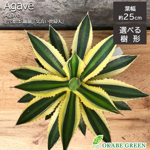 宝石のような観葉植物のお店 【Jewelry Plant】 アガベ 五色万代 宝石のような観葉植物のお店 【Jewelry Plant】 アガベ 五色万代