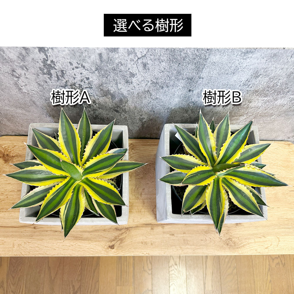 アガベ 五色万代 選べる樹形 セメント器 多肉植物