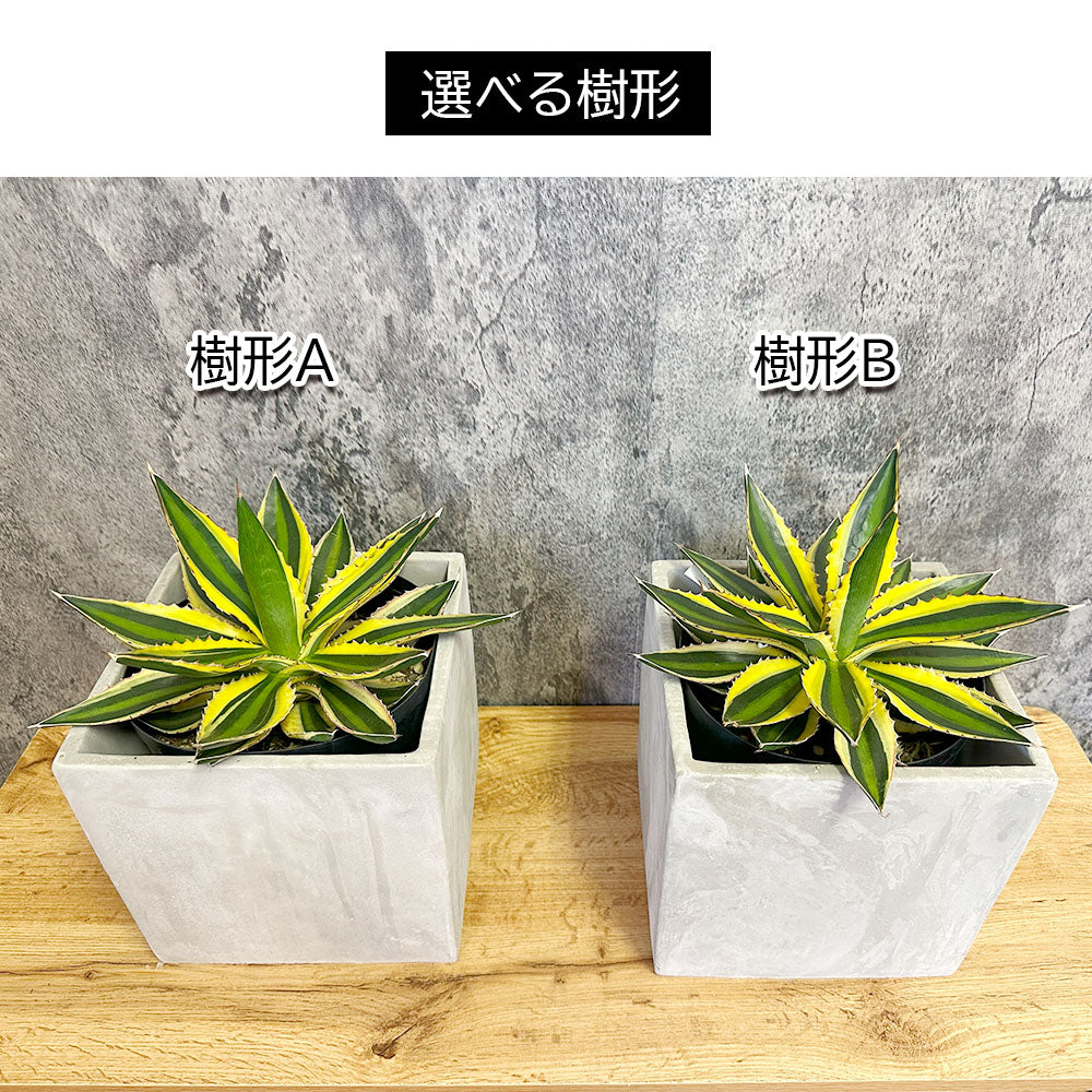 宝石のような観葉植物のお店 【Jewelry Plant】 アガベ 五色万代