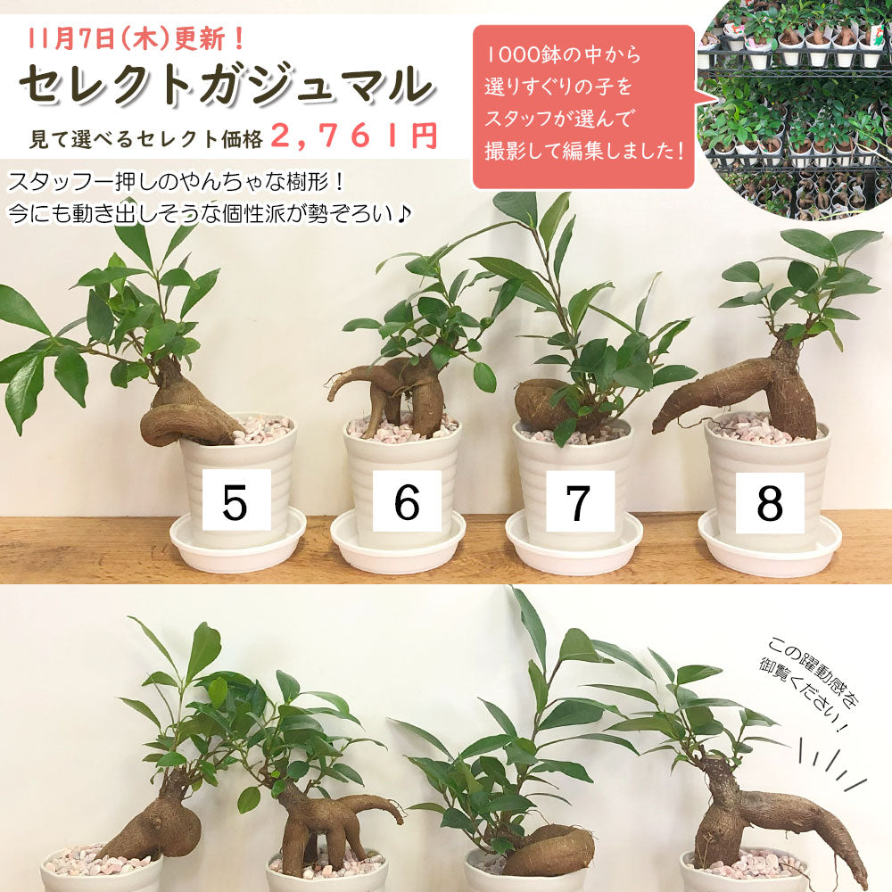 宝石のような観葉植物のお店 【Jewelry Plant】 ガジュマル ミニ 観葉植物 3号 多幸の木 ガジュマルの木 プレゼント – Jewelry  Plant online