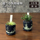 選べる 多肉植物 菊日和 ハオルチア 姫キリン【現品】 2.5号 黒デザイン陶器鉢