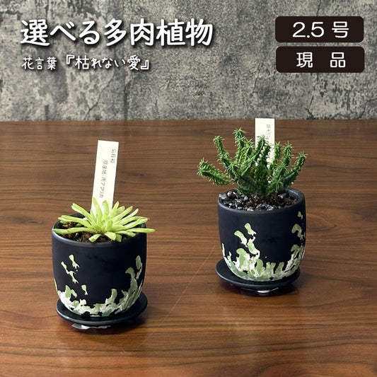 選べる 多肉植物 菊日和 ハオルチア 姫キリン【現品】 2.5号 黒デザイン陶器鉢