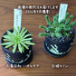 選べる 多肉植物 菊日和 ハオルチア 姫キリン【現品】 2.5号 黒デザイン陶器鉢