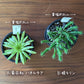 選べる 多肉植物 菊日和 ハオルチア 姫キリン【現品】 2.5号 黒デザイン陶器鉢