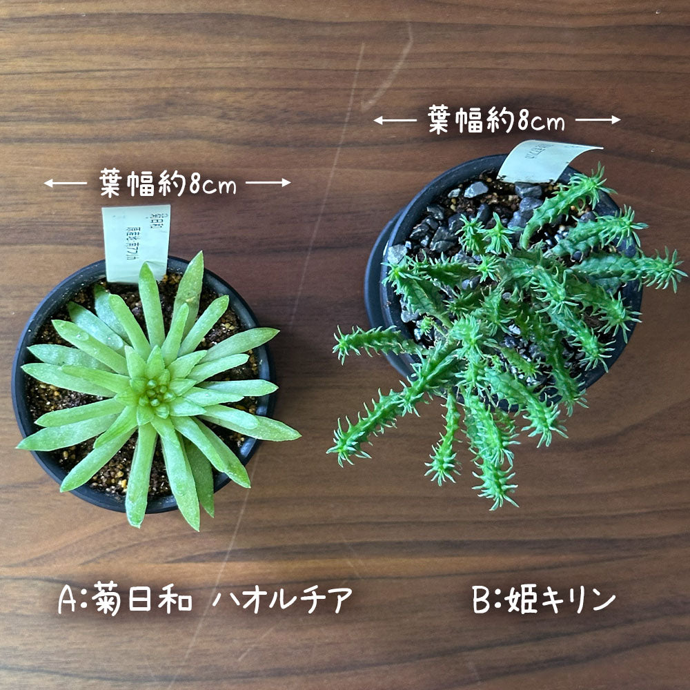 選べる 多肉植物 菊日和 ハオルチア 姫キリン【現品】 2.5号 黒デザイン陶器鉢