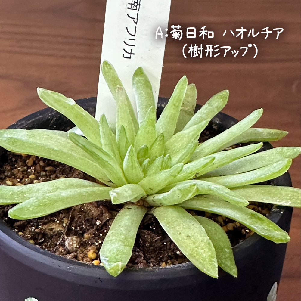選べる 多肉植物 菊日和 ハオルチア 姫キリン【現品】 2.5号 黒デザイン陶器鉢