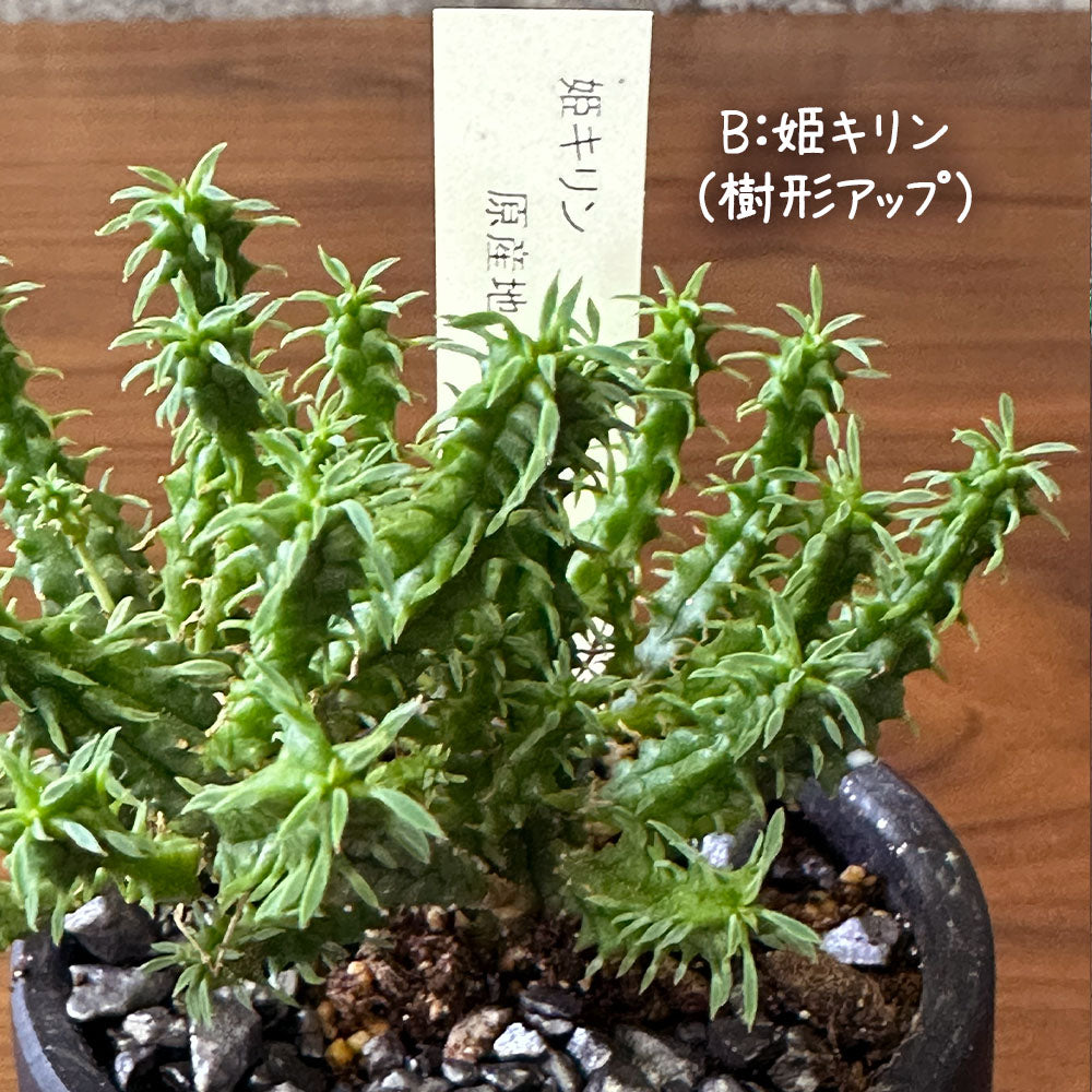 選べる 多肉植物 菊日和 ハオルチア 姫キリン【現品】 2.5号 黒デザイン陶器鉢