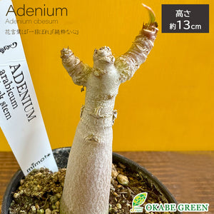 宝石のような観葉植物のお店 【Jewelry Plant】 アデニウム アラビカム