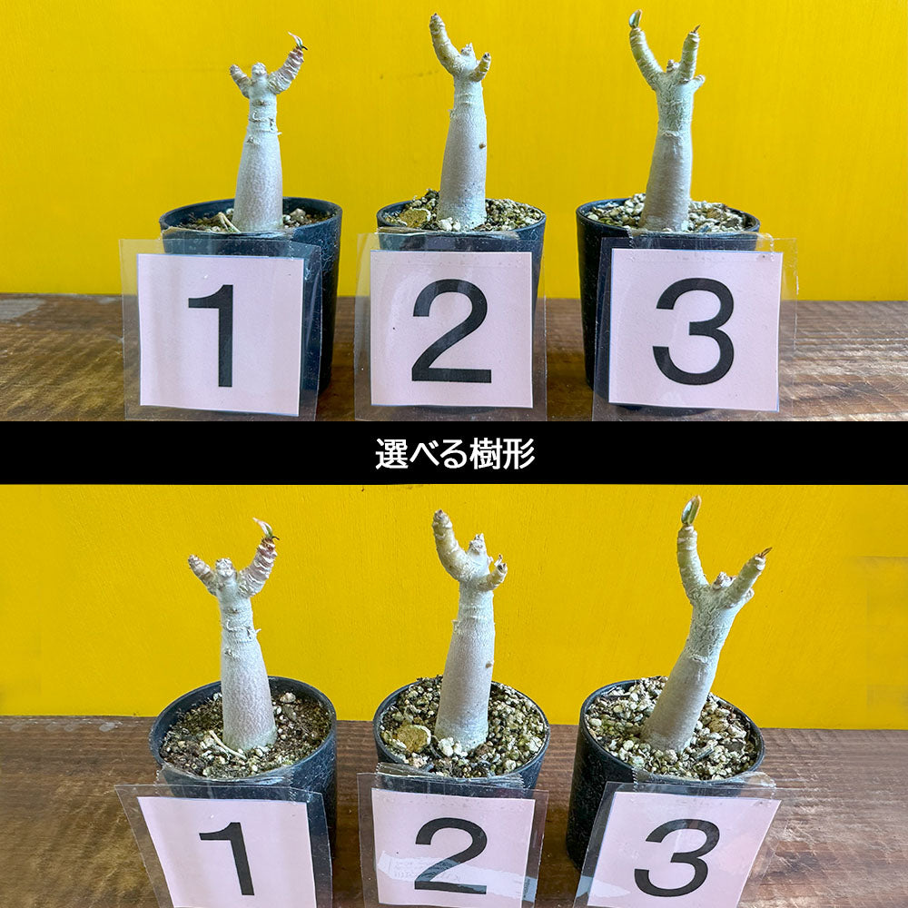 宝石のような観葉植物のお店 【Jewelry Plant】 アデニウム アラビカム