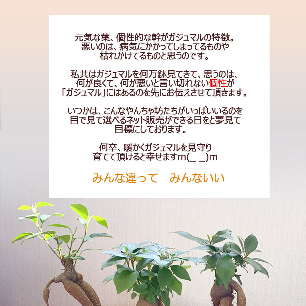 ガジュマル 小さい 3号 鉢植え アウトレット 【961円OFF】 白セラアート鉢 受皿付き [白2]