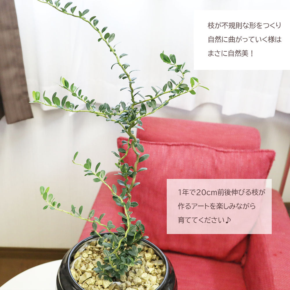 宝石のような観葉植物のお店 【Jewelry Plant】 雲龍ツゲ スパイラル