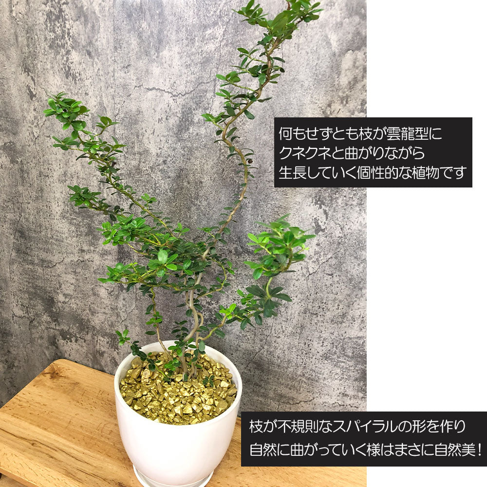 宝石のような観葉植物のお店 【Jewelry Plant】 雲龍ツゲ スパイラルドラゴン 4号 白エッグ型陶器鉢 ゴールドデコジャリ大 受皿付 –  Jewelry Plant online