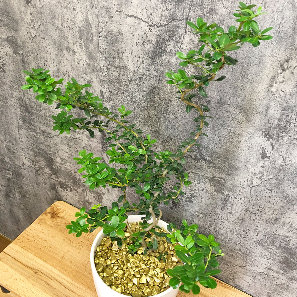 宝石のような観葉植物のお店 【Jewelry Plant】 雲龍ツゲ スパイラルドラゴン 4号 白エッグ型陶器鉢 ゴールドデコジャリ大 受皿付 –  Jewelry Plant online