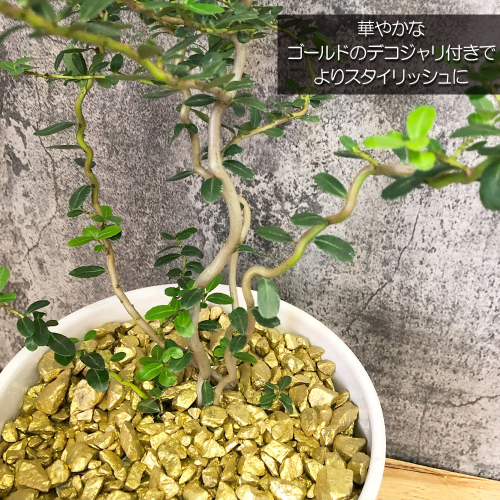 宝石のような観葉植物のお店 【Jewelry Plant】 雲龍ツゲ スパイラルドラゴン 4号 白エッグ型陶器鉢 ゴールドデコジャリ大 受皿付 –  Jewelry Plant online