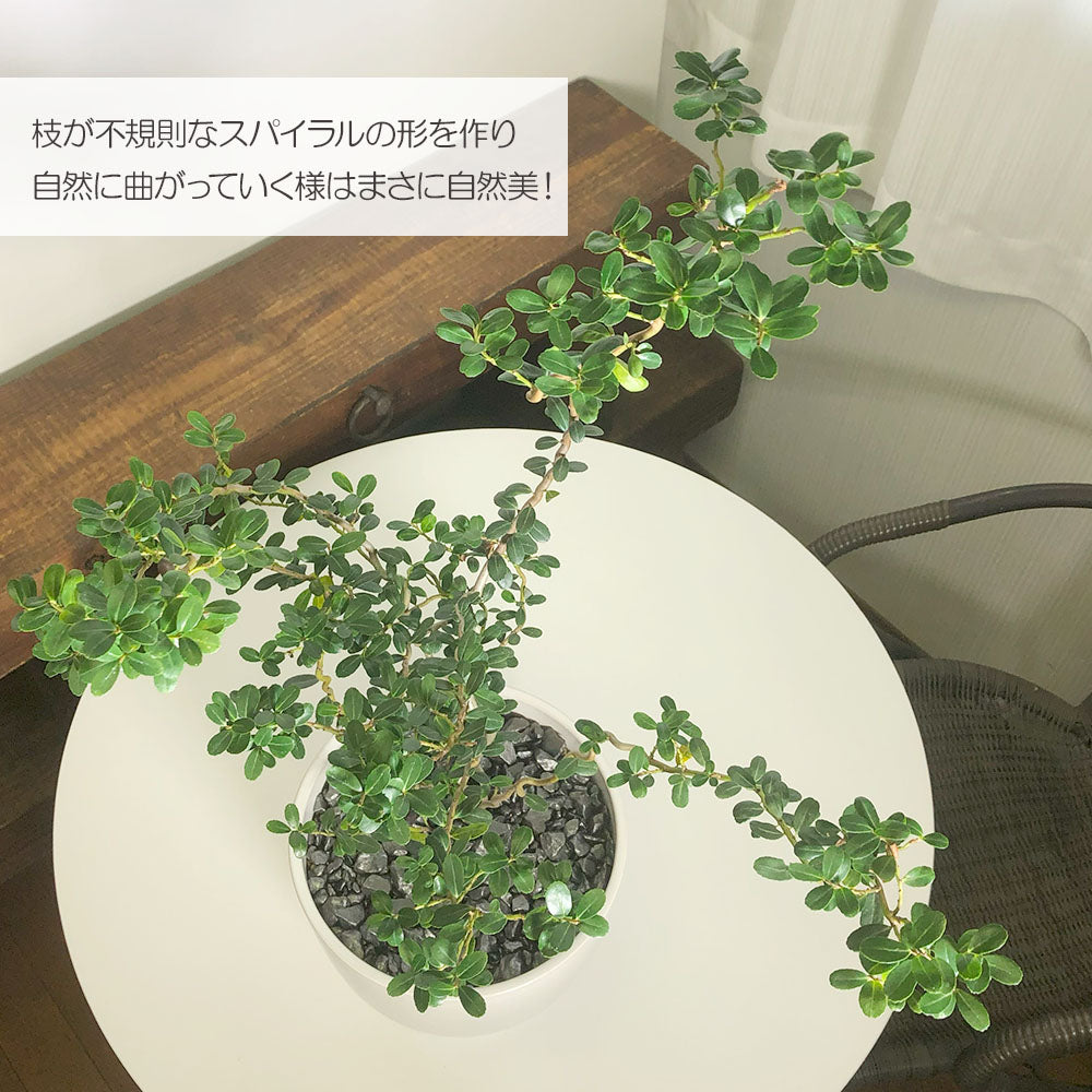 宝石のような観葉植物のお店 【Jewelry Plant】 雲龍ツゲ スパイラルドラゴン 4号 白エッグ型陶器鉢 ゴールドデコジャリ大 受皿付 –  Jewelry Plant online