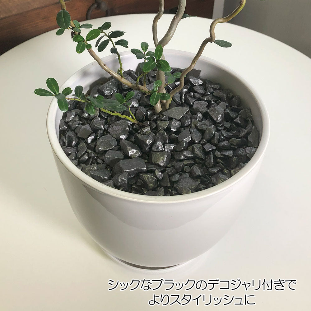 宝石のような観葉植物のお店 【Jewelry Plant】 雲龍ツゲ スパイラルドラゴン 4号 白エッグ型陶器鉢 ゴールドデコジャリ大 受皿付 –  Jewelry Plant online