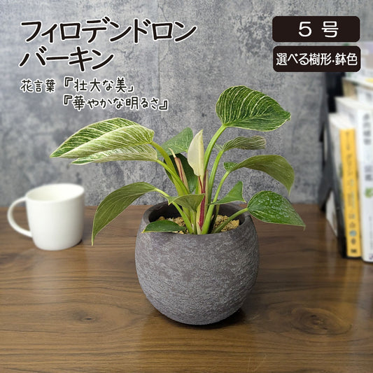 フィロデンドロン バーキン 5号 選べる樹形 丸陶器鉢 送料無料