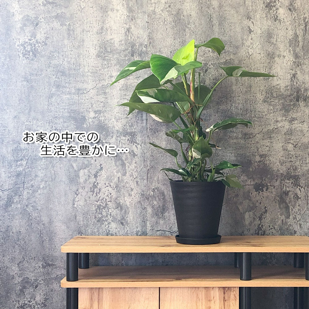 宝石のような観葉植物のお店 【Jewelry Plant】 フィロデンドロン ホワイトプリンセス 斑入り 選べるサイズ 6号 8号 選べる鉢  セラアート鉢 陶器鉢 受皿付 [ 付属黒皿/白黒7] – Jewelry Plant online