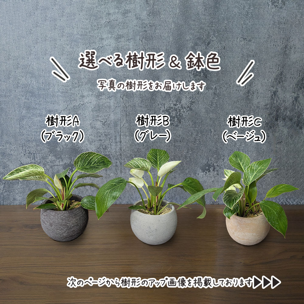 フィロデンドロン バーキン 5号 選べる樹形 丸陶器鉢 送料無料