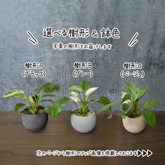 フィロデンドロン バーキン 5号 選べる樹形 丸陶器鉢 送料無料