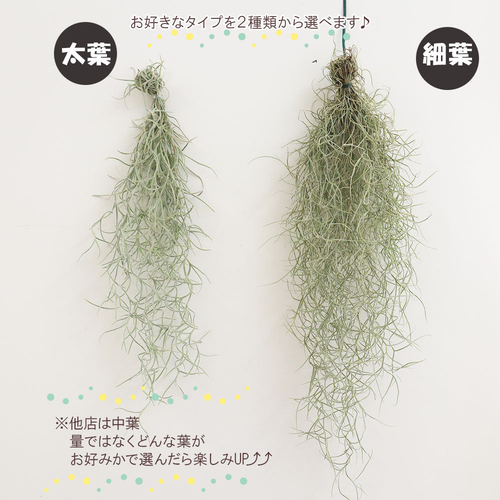 宝石のような観葉植物のお店 【Jewelry Plant】 スパニッシュモス Ｓ 細葉 太葉 ウスネオイデス エアプランツ 選べる 吊り下げ おしゃれ  壁掛け ポスト便 – Jewelry Plant online