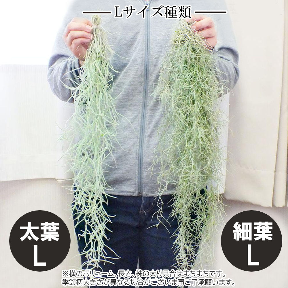 宝石のような観葉植物のお店 【Jewelry Plant】 スパニッシュモス Ｓ 細葉 太葉 ウスネオイデス エアプランツ 選べる 吊り下げ おしゃれ  壁掛け ポスト便 – Jewelry Plant online