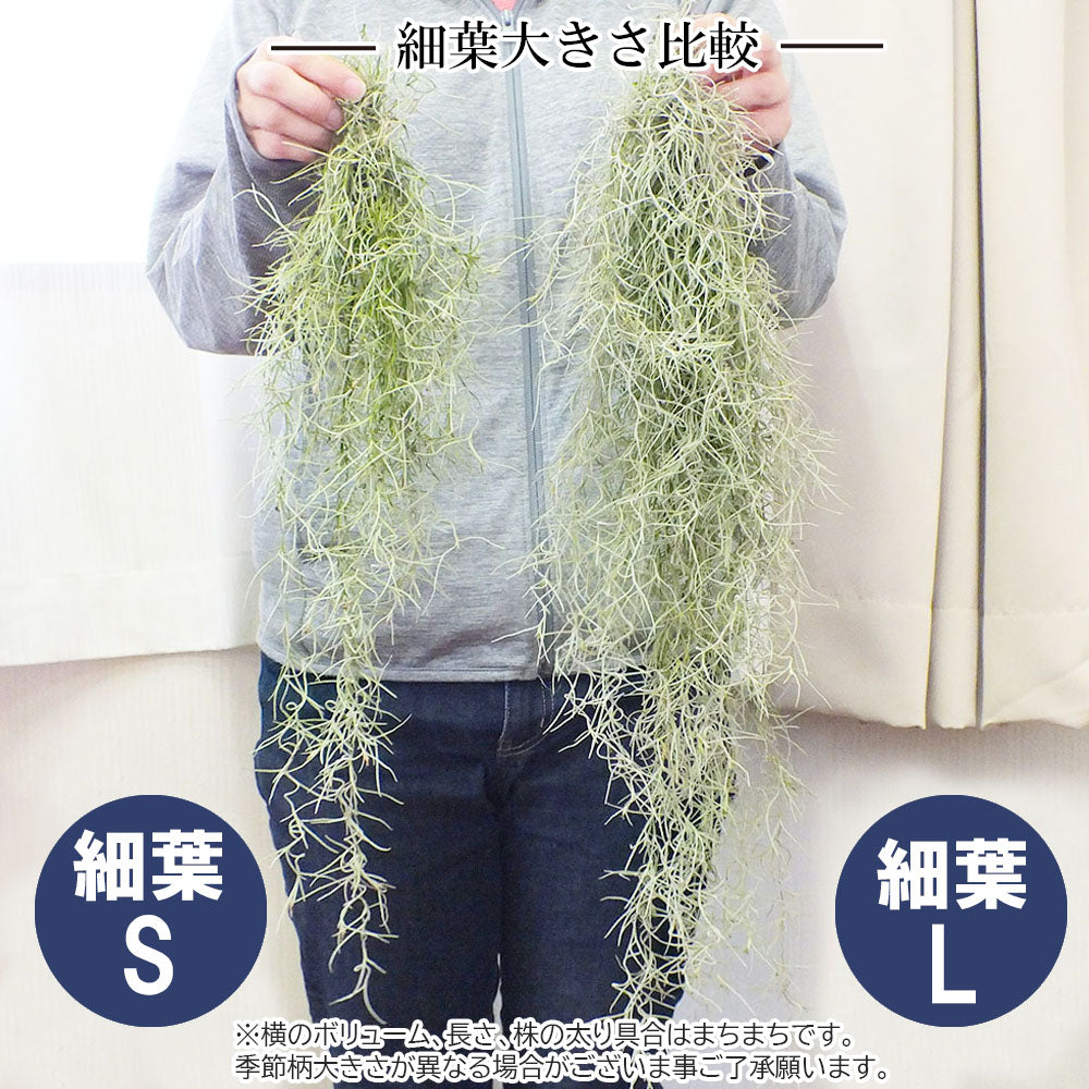 宝石のような観葉植物のお店 【Jewelry Plant】 スパニッシュモス Ｓ 細葉 太葉 ウスネオイデス エアプランツ 選べる 吊り下げ おしゃれ  壁掛け ポスト便 – Jewelry Plant online