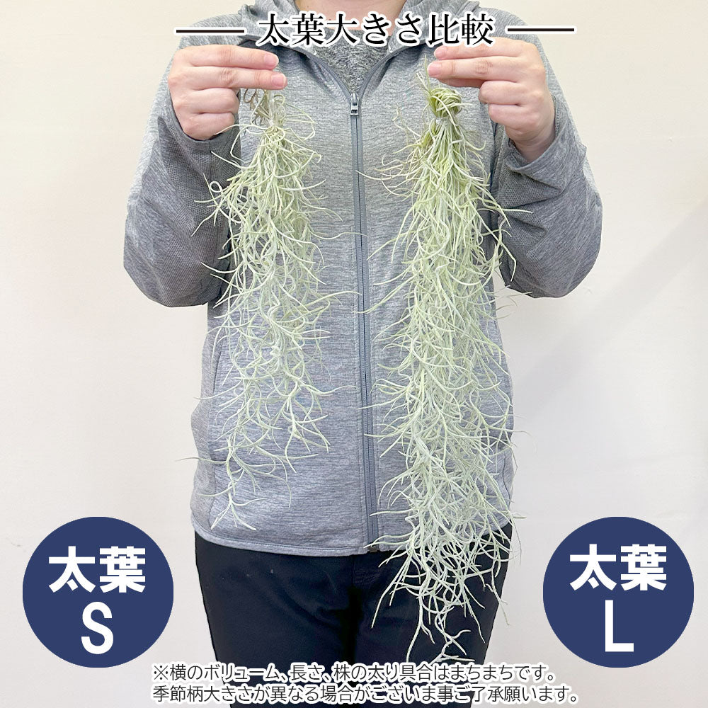 宝石のような観葉植物のお店 【Jewelry Plant】 スパニッシュモス Ｓ 細葉 太葉 ウスネオイデス エアプランツ 選べる 吊り下げ おしゃれ  壁掛け ポスト便 – Jewelry Plant online