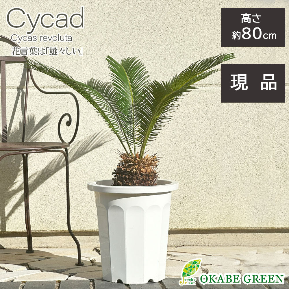 宝石のような観葉植物のお店 【Jewelry Plant】 ソテツ 子付き 6号 白