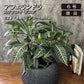 【現品】 観葉植物 アフェランドラ スクアロサ ダニア  5号 丸型プランター 送料無料