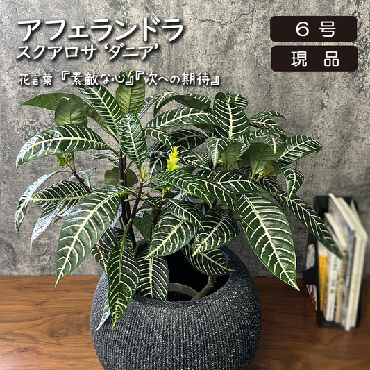 【現品】 観葉植物 アフェランドラ スクアロサ ダニア  5号 丸型プランター 送料無料